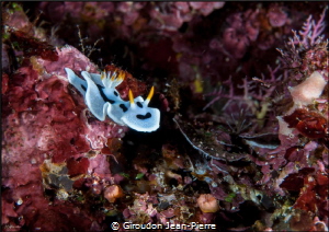 Nudi 60mm D300 by Giroudon Jean-Pierre 